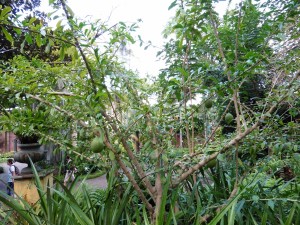 Crescent Cujete (or Maracas Tree!)        